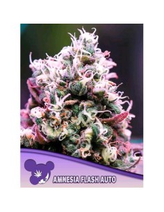 Anesia Seeds - Amnesia...