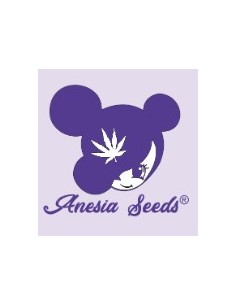 Anesia Seeds - Amnesia... 2