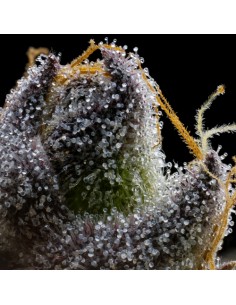 Cookies Seed RS11x Hollywood 6 Semi Fem 2