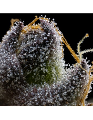 Cookies Seed RS11x Hollywood 6 Semi Fem