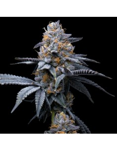 Cookies Seed Trop Cookies x Hollywood 6 Semi Fem