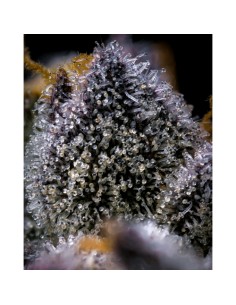 Cookies Seed Trop Cookies x Hollywood 6 Semi Fem 2