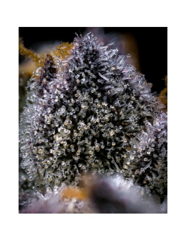 Cookies Seed Trop Cookies x Hollywood 6 Semi Fem