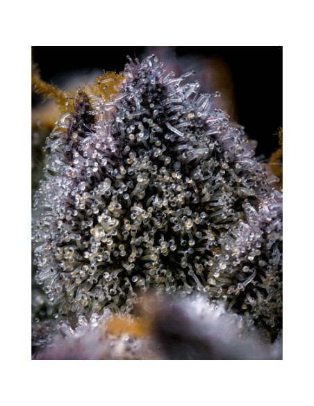 Cookies Seed Trop Cookies x Hollywood 6 Semi Fem