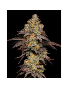 Cookies Seed BIG Z 6 Semi Fem