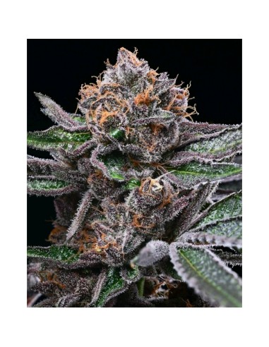 Cookies Seed Candy Candy 3 Semi Fem