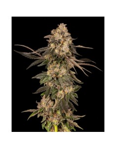 Cookies Seed Cherry Fritter 3 Semi Fem 2