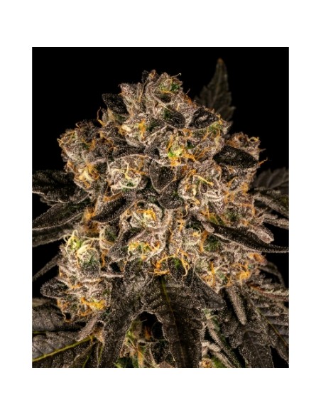 Cookies Seed Cherry Fritter 3 Semi Fem