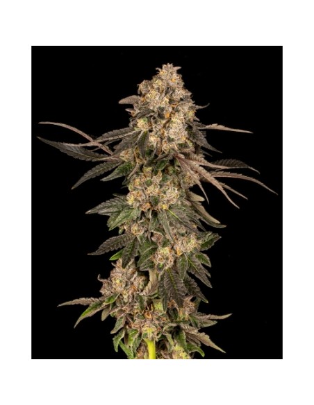 Cookies Seed Cherry Fritter 6 Semi Fem