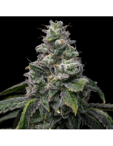 Cookies Seed UK Cheese x Hollywood 6 Semi Fem