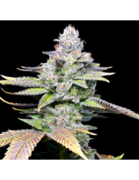 Cookies Seed Wet Wet 3 Semi Fem