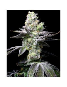 Cookies Seed Wet Wet 3 Semi Fem 2