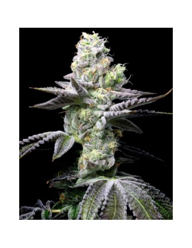 Cookies Seed Wet Wet 3 Semi Fem