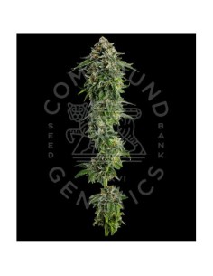 Compound Genetics Jet Puft 5 Semi Fem