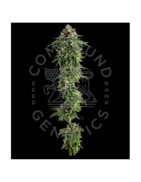 Compound Genetics Jet Puft 5 Semi Fem Compound Genetics Jet Puft 5 Semi Fem