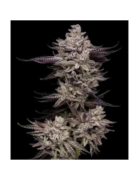 Compound Genetics El Valle Haze 5 Semi Fem Compound Genetics El Valle Haze 5 Semi Fem