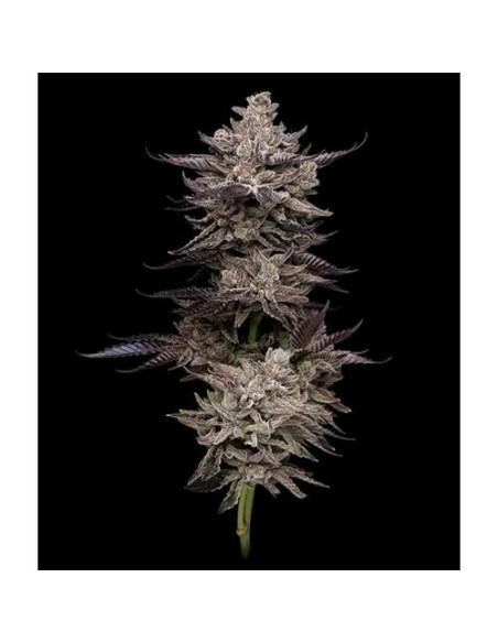 Compound Genetics Animorph Mints 5 Semi Fem Compound Genetics Animorph Mints 5 Semi Fem