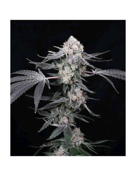 Compound Genetics High Society 5 Semi Fem Compound Genetics High Society 5 Semi Fem