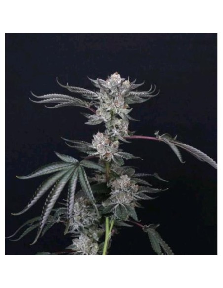 Compound Genetics Luxar Dos 5 Semi Fem Compound Genetics Luxar Dos 5 Semi Fem