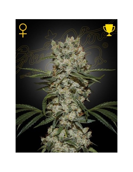 Acquista Green House Seeds Super Silver Haze Femminizzata - 1 Seme di alta qualità per coltivazioni indoor e outdoor
