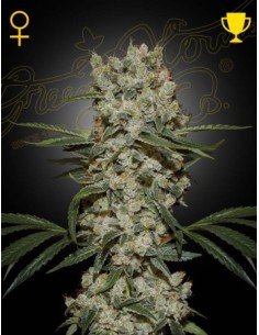 Acquista Green House Seeds Super Silver Haze Femminizzata - 1 Seme di alta qualità per coltivazioni indoor e outdoor