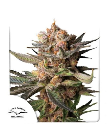 Dutch Passion Frozen Biscotti 3 Semi Auto