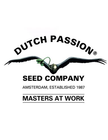 Dutch Passion Frozen Biscotti 5 Semi Fem