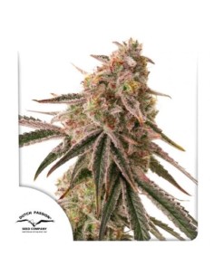 Dutch Passion Frozen Biscotti 5 Semi Fem