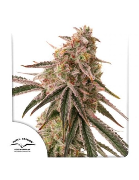 Dutch Passion Frozen Biscotti 5 Semi Fem