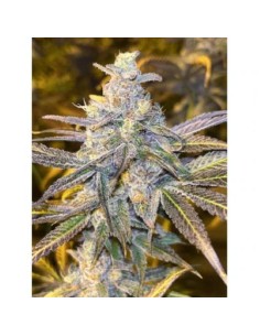 Dutch Passion Frozen Biscotti 10 Semi Fem 2