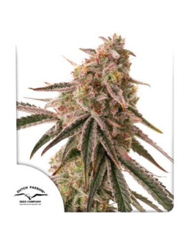 Dutch Passion Frozen Biscotti 3 Semi Fem