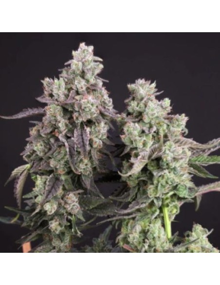 Dutch Passion Candy Bubatz XL 5 Semi Fem