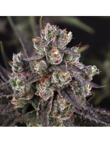 Dutch Passion Candy Bubatz XL 3 Semi Fem