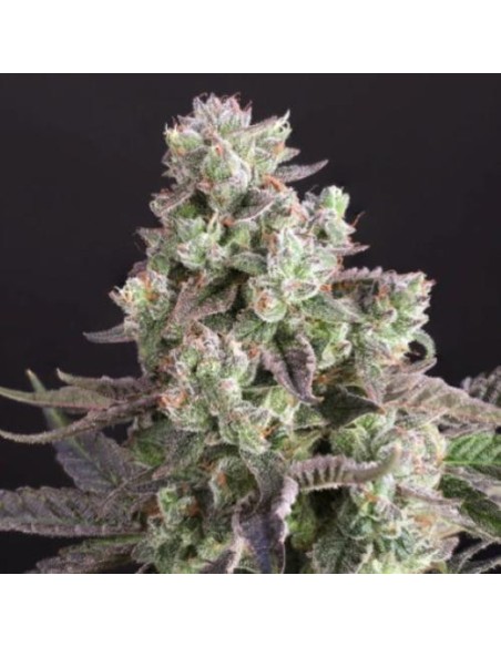 Dutch Passion Candy Bubatz XL 3 Semi Fem