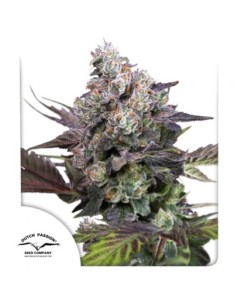 Dutch Passion Candy Bubatz XL 5 Semi Fem