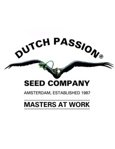 Dutch Passion Pamir Gold 3 Semi Fem 2