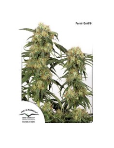 Dutch Passion Pamir Gold 3 Semi Fem