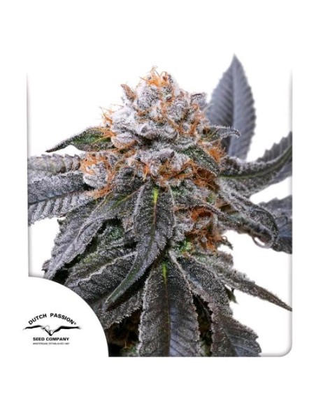 Dutch Passion Blue Zushi 3 Semi Fem