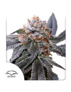 Dutch Passion Blue Zushi 5 Semi Fem