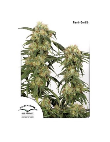 Dutch Passion Pamir Gold 5 Semi Fem