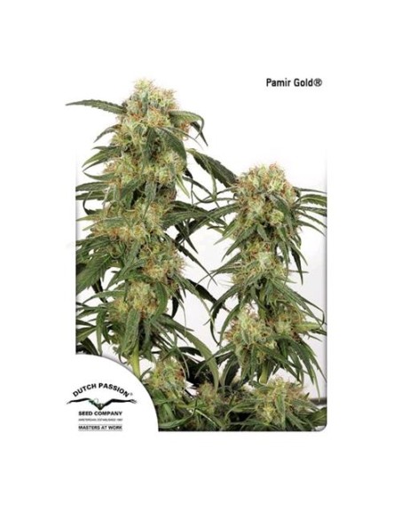 Dutch Passion Pamir Gold 5 Semi Fem