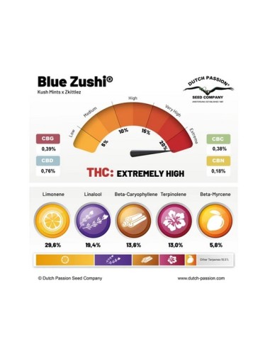 Dutch Passion Blue Zushi 10 Semi Fem