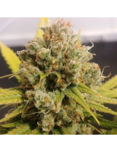 Dutch Passion Lemon Z 5 Semi Fem