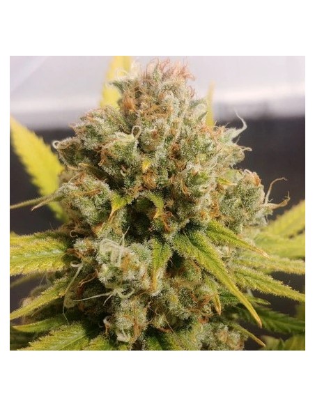 Dutch Passion Lemon Z 5 Semi Fem Dutch Passion Lemon Z 5 Semi Fem