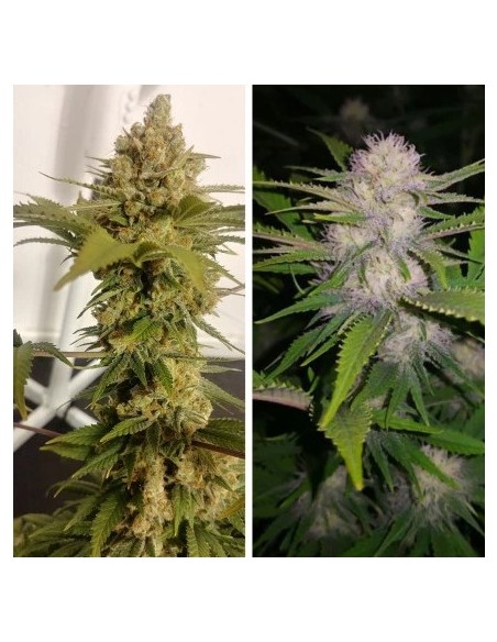 Dutch Passion Lemon Z 10 Semi Fem