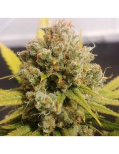 Dutch Passion Lemon Z 10 Semi Fem