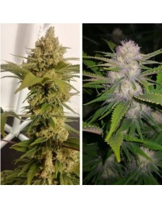 Dutch Passion Lemon Z 3 Semi Fem 2