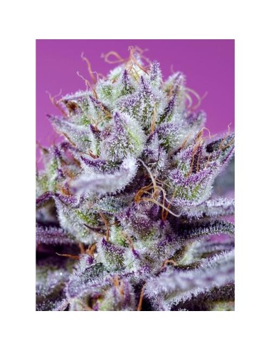 Sweet Seeds Diablo Delight XL 3+1 Semi Auto