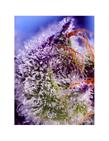 Sweet Seeds Diablo Delight XL 3+1 Semi Auto