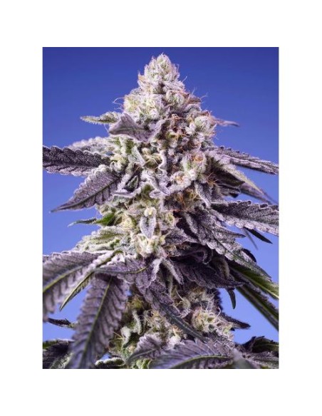 Sweet Seeds Permanent Jealousy XL 5+2 Semi Auto